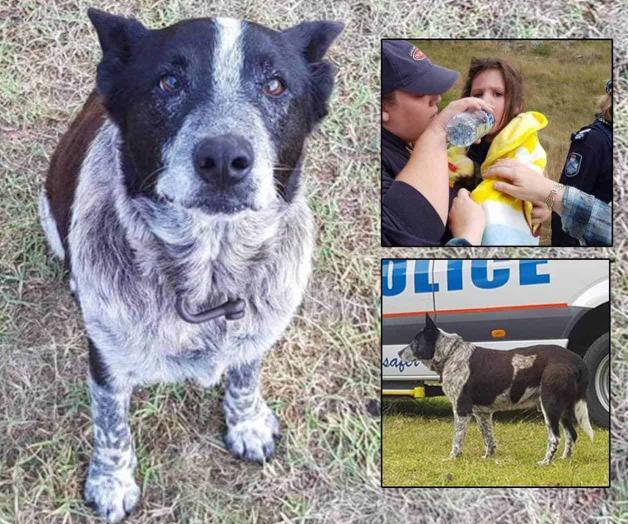 Rescata perro viejito y sordo a niña desaparecida