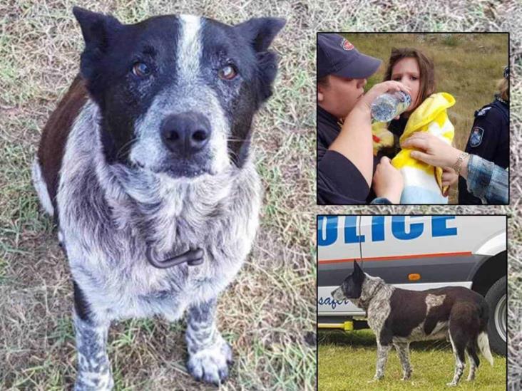 Rescata perro viejito y sordo a niña desaparecida Rescata perro viejito y sordo a niña desaparecida