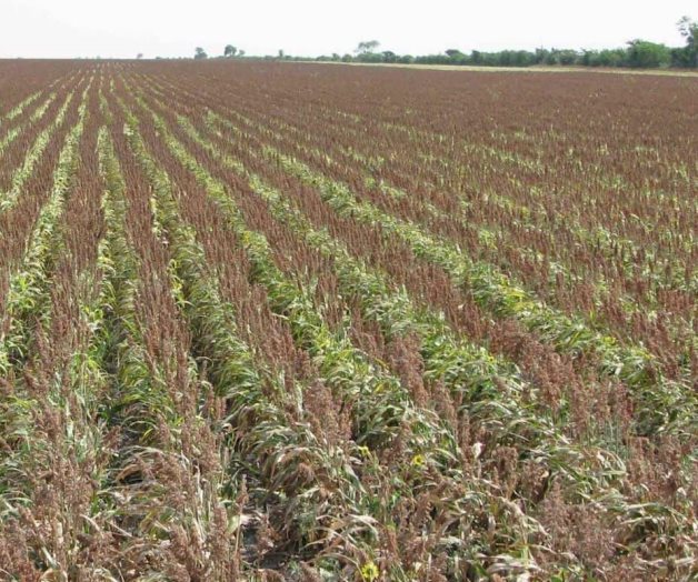 Piden cuantifiquen pérdidas por sequía. El campo no sabe de vedas