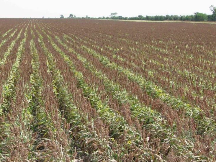 Piden cuantifiquen pérdidas por sequía. El campo no sabe de vedas Piden cuantifiquen pérdidas por sequía. El campo no sabe de vedas