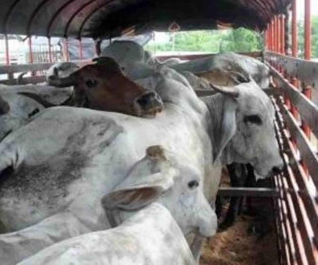 Facilitarán el traslado de ganado. Piden a Sagarpa habilitar ventanilla