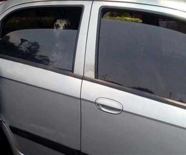 Perro Pitbull muere asfixiado en auto; detienen a pareja