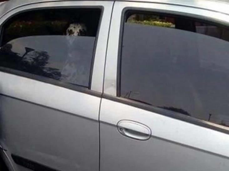 Perro Pitbull muere asfixiado en auto; detienen a pareja Perro Pitbull muere asfixiado en auto; detienen a pareja