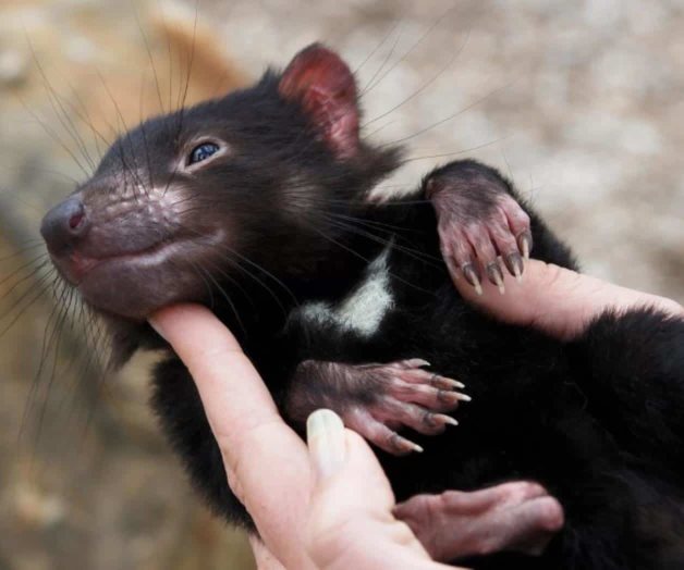 Descubren científicos  demonios de Tasmania sano en Australia