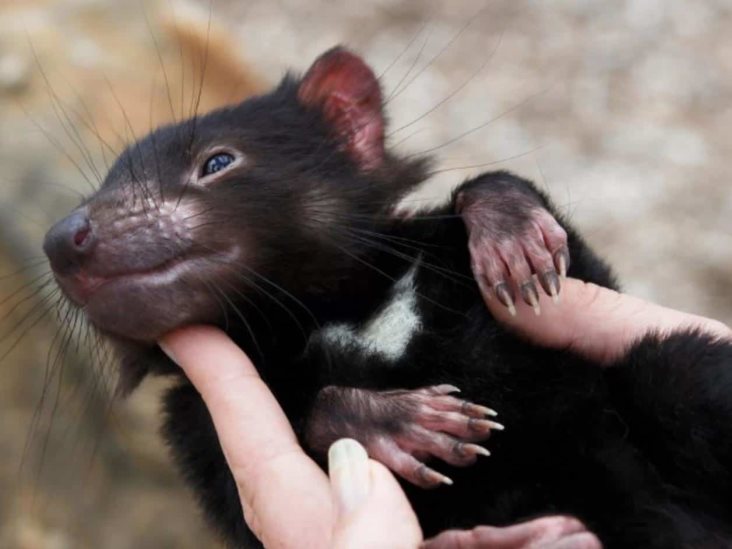 Descubren científicos demonios de Tasmania sano en Australia Descubren científicos demonios de Tasmania sano en Australia