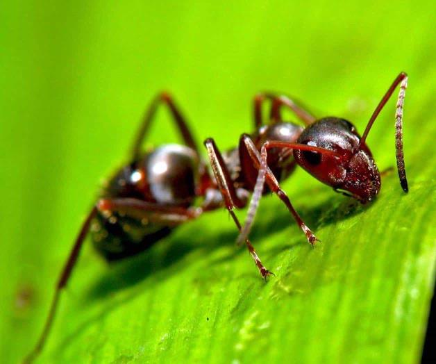 Historias de horror de parásitos que controlan mente de sus víctimas