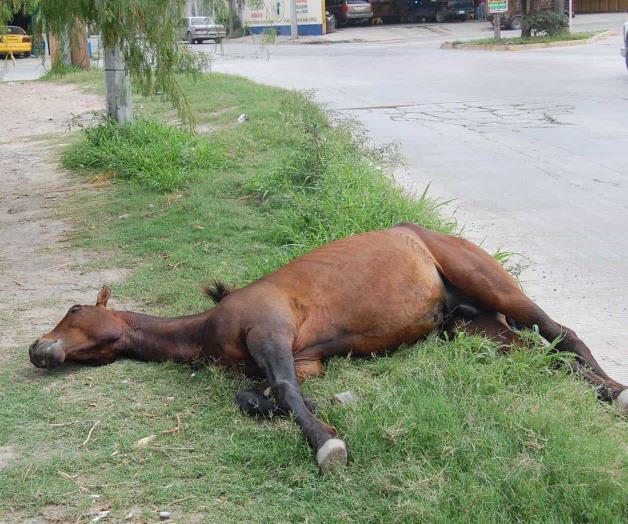 Animales muertos causan neumonía Animales muertos causan neumonía