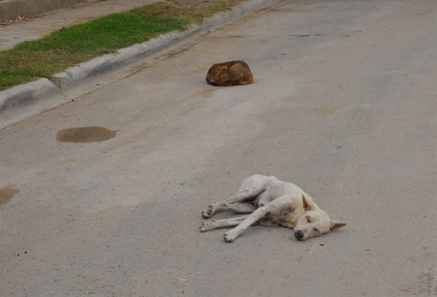 Animales muertos causan neumonía Animales muertos causan neumonía