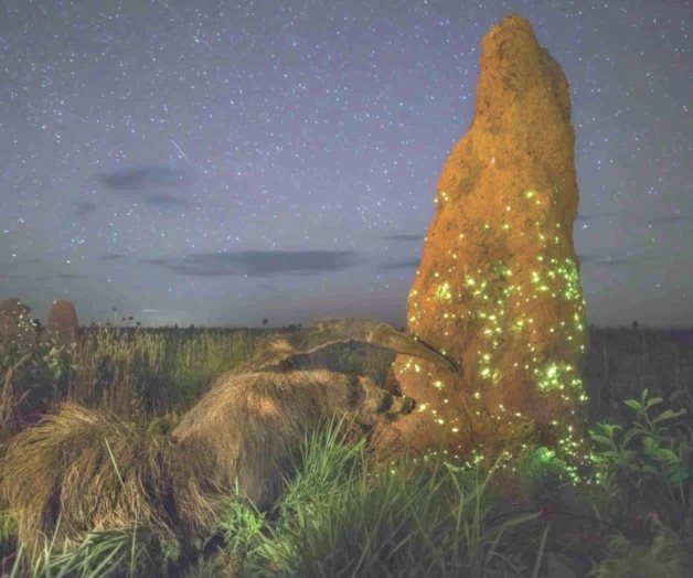 Descalifican a ganador mundial de fotografía de naturaleza