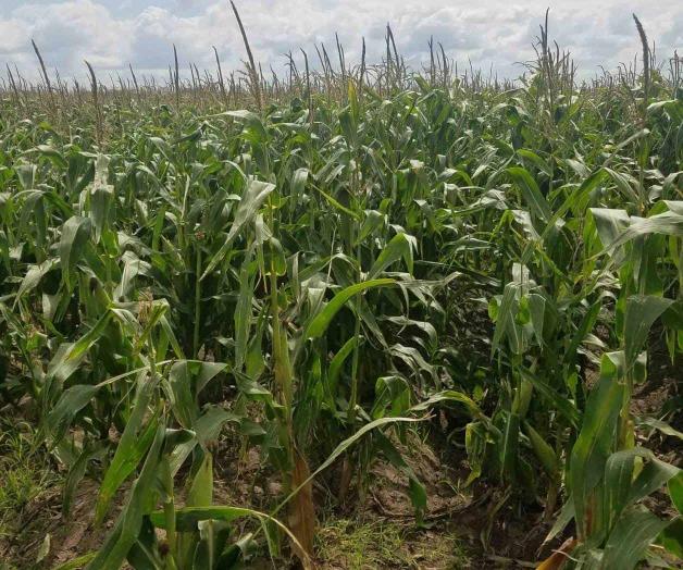 Disminuye el hurto de elote en parcela