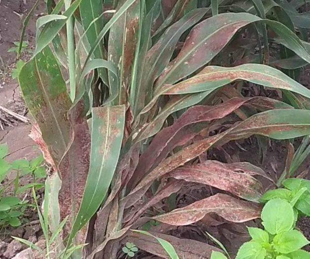 Detectan plaga en maíz y sorgo. Alertan por infestación de araña roja