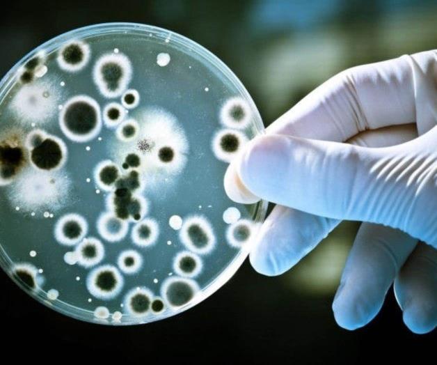 Científicos descubren bacteria que come plástico