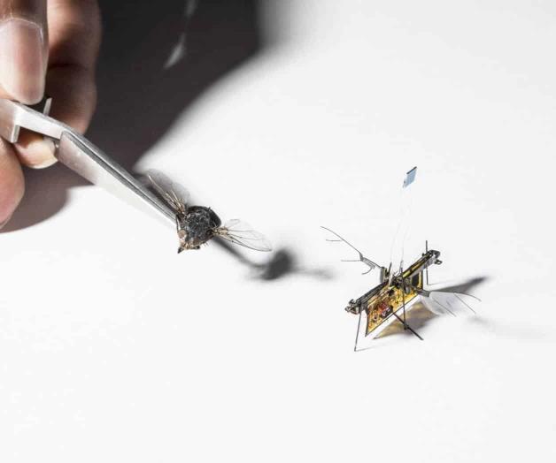 RoboFly, el primer insecto robot que vuela libre sin cables RoboFly, el primer insecto robot que vuela libre sin cables