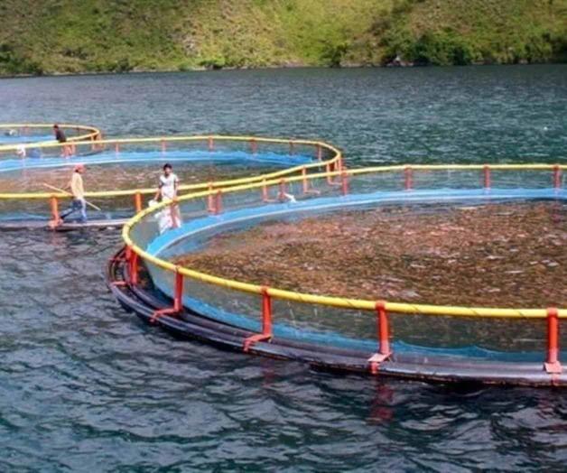 Sube consumo de pescado de granja en México Sube consumo de pescado de granja en México