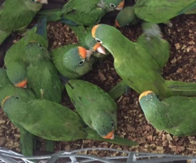 La Profepa aseguró 150 aves y reptiles en Sinaloa La Profepa aseguró 150 aves y reptiles en Sinaloa