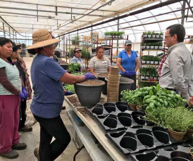 Remesas por 278.3 mdd de mexicanos en Canadá