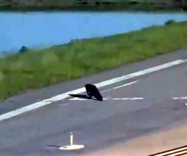 VIDEO: Cocodrilo detiene avión en Aeropuerto Internacional de Orlando VIDEO: Cocodrilo detiene avión en Aeropuerto Internacional de Orlando
