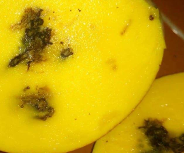 Detectan plaga en los mangos Tommy Detectan plaga en los mangos Tommy