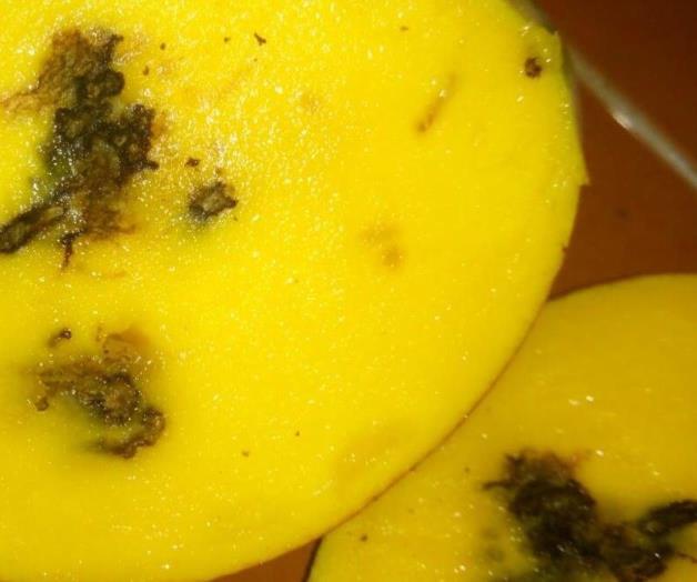 RÍO BRAVO / Brota plaga en mangos vendidos en la localidad