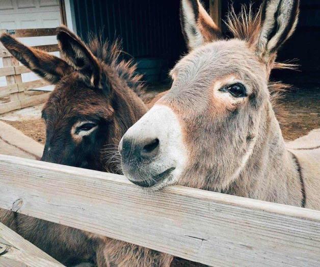 Hay en México menos burros; triplican su precio