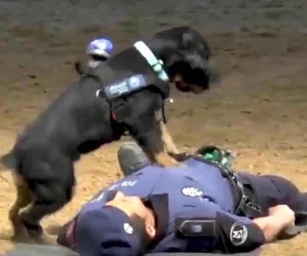 VIDEO: Perro policía reanima a un agente caído y se vuelve viral