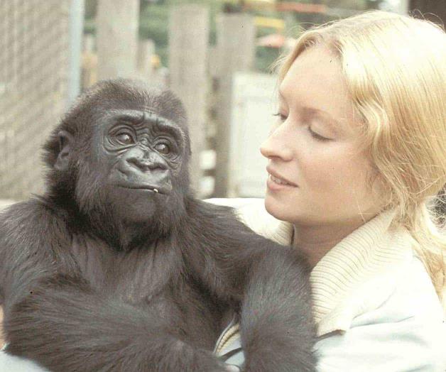 Fallece ‘Koko’, la gorila que dominaba el lenguaje de los signos