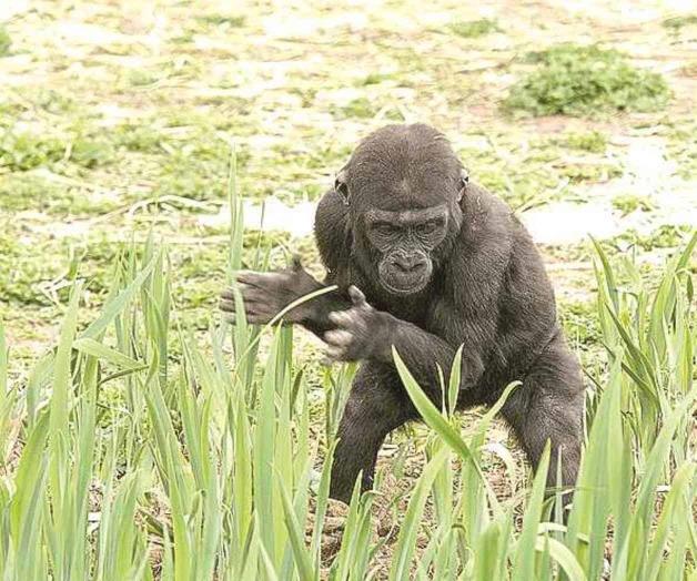 Chango que más aplauda Chango que más aplauda