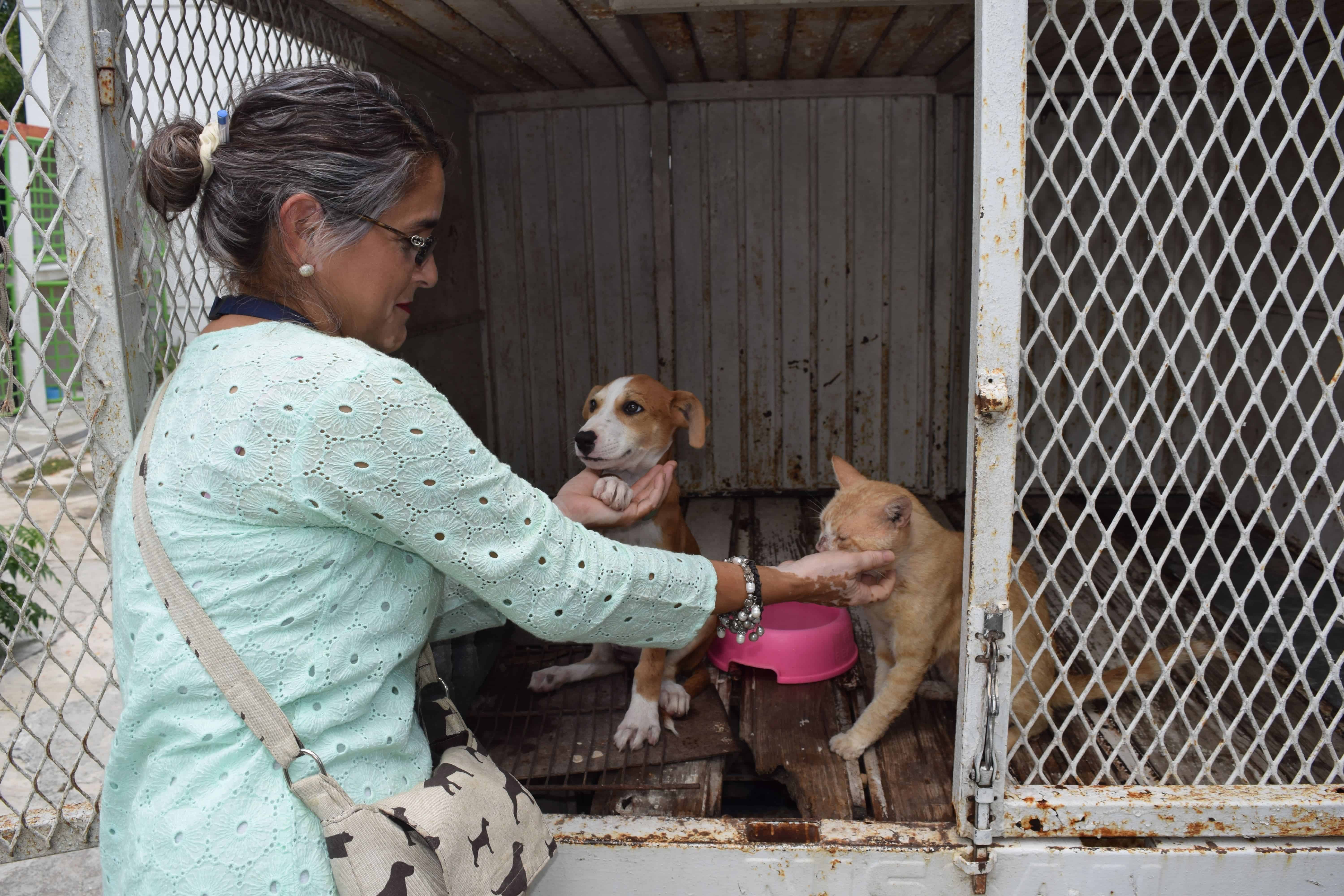 A la espera de ser adoptados se encuentran perros y gatos en el Centro Antirrábico.