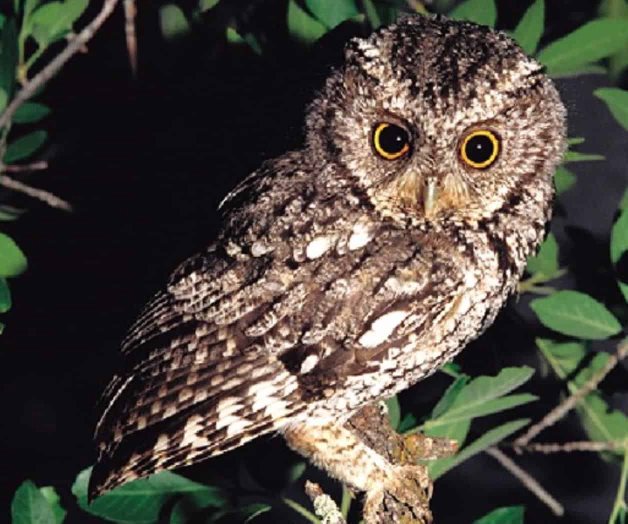 Rescatan especies protegidas en CDMX