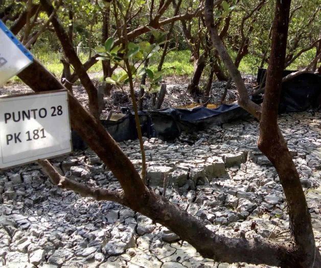 Denuncian ecocidio en Laguna de San Andrés. Ocasionan mortandad de especies marinas Denuncian ecocidio en Laguna de San Andrés. Ocasionan mortandad de especies marinas
