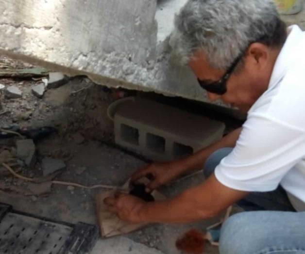 Reproducen avispas para matar moscas Reproducen avispas para matar moscas