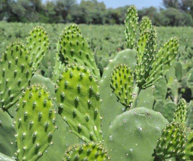 Mexicano combate hambre con nopal en África