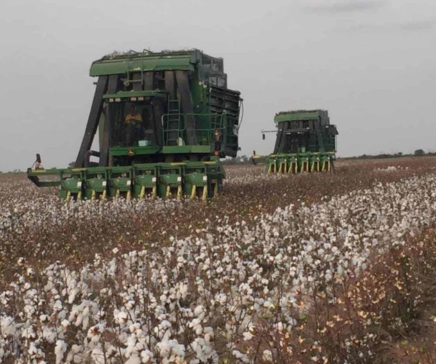 Pizcan con ‘Arañas’ cultivos de algodón Pizcan con ‘Arañas’ cultivos de algodón