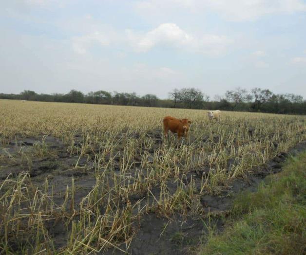 Reciben, al fin, el pago de cultivos siniestrados Reciben, al fin, el pago de cultivos siniestrados