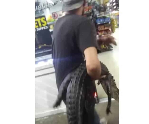 Ebrio y con un caimán bajo el brazo, acude a comprar cerveza; podría enfrentar cuantiosa multa Ebrio y con un caimán bajo el brazo, acude a comprar cerveza; podría enfrentar cuantiosa multa