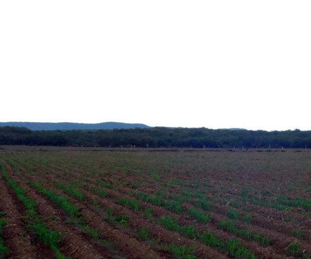 Traen lluvias alegría a productores de Burgos Traen lluvias alegría a productores de Burgos