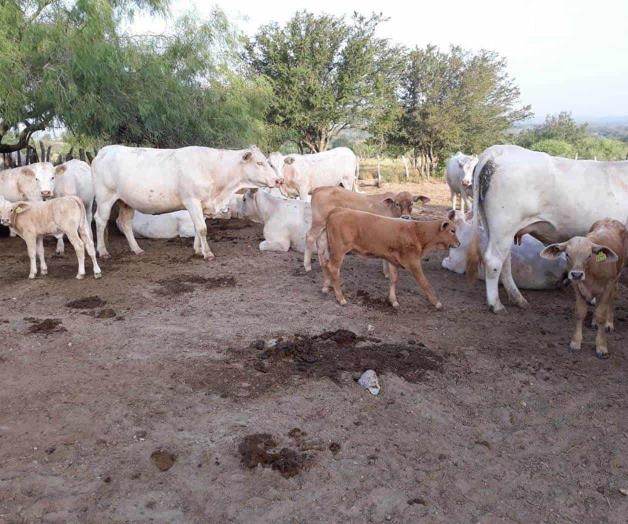 Hacen ganaderos frente a la sequía Hacen ganaderos frente a la sequía