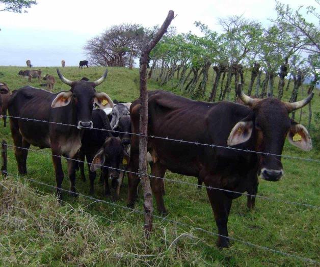 Azota región inusual aguacero en canícula Azota región inusual aguacero en canícula