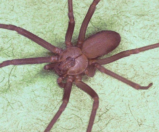Llevan 10 picaduras de ‘araña violinista’ Llevan 10 picaduras de ‘araña violinista’