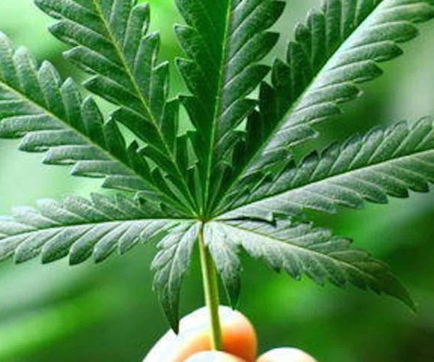 Unión de Padres de Familia pide a AMLO no legalizar mariguana Unión de Padres de Familia pide a AMLO no legalizar mariguana