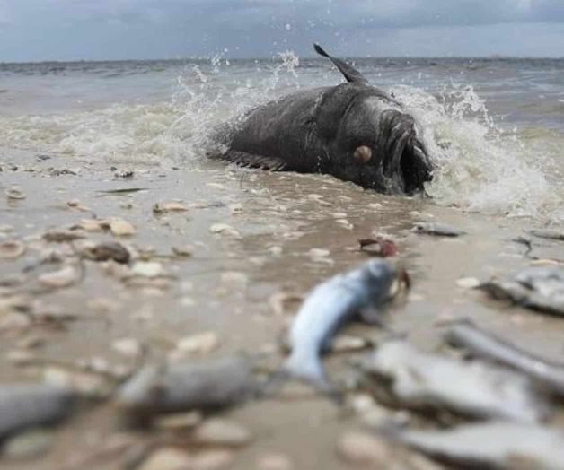 Mueren peces y tortugas por marea roja en Florida