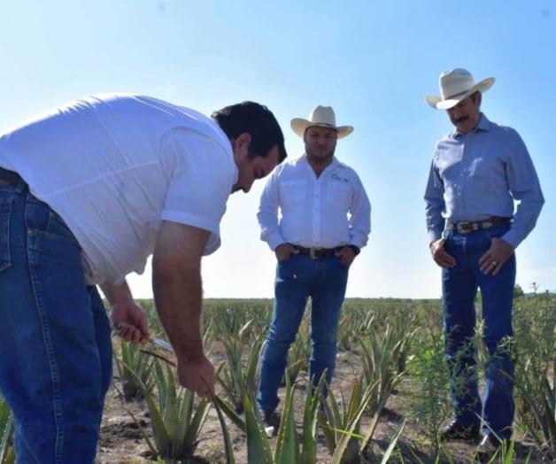Sábila, nueva alternativa de cultivo Sábila, nueva alternativa de cultivo