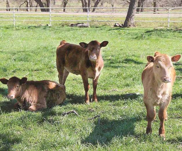 Suspenden químico para erradicar las garrapatas