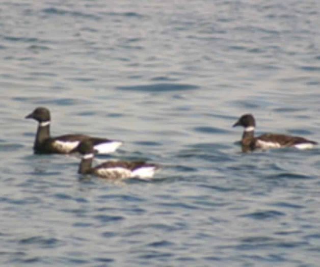 Aves en santuario viven bajo amenaza en BC Aves en santuario viven bajo amenaza en BC