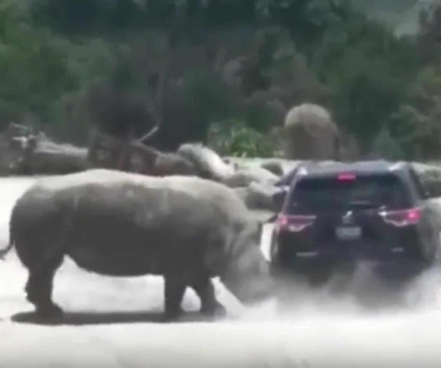 🎥 Rinoceronte ataca vehículo en zoológico de Puebla 🎥 Rinoceronte ataca vehículo en zoológico de Puebla