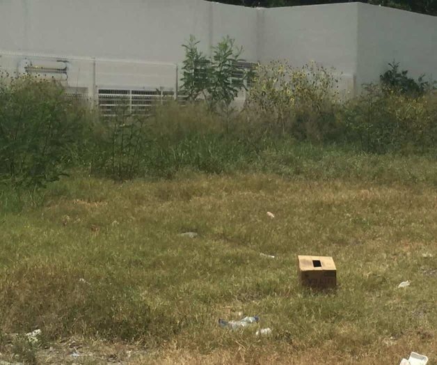 Pululan moscos por predio baldío Pululan moscos por predio baldío