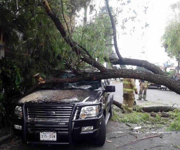 Cae árbol con todo y raíz; aplasta camioneta en CDMX Cae árbol con todo y raíz; aplasta camioneta en CDMX