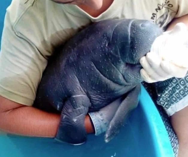 Rescatan a cría de manatí en Tabasco Rescatan a cría de manatí en Tabasco
