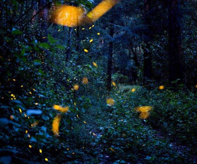 El único santuario de luciérnagas en México El único santuario de luciérnagas en México