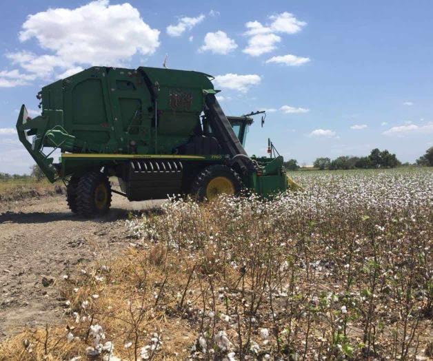 En pleno auge la cosecha de algodón En pleno auge la cosecha de algodón